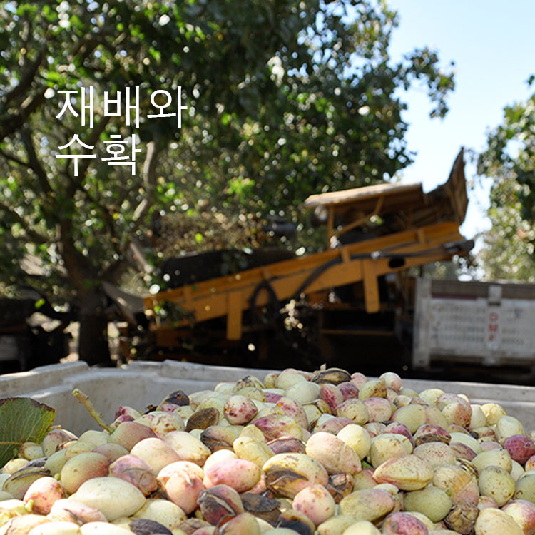 American Pistachio Growinh and Harvesting